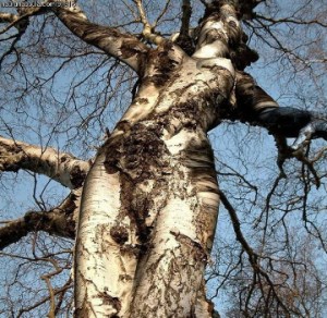 Source needed. My apologies.  Title is: tree-goddess-march-1