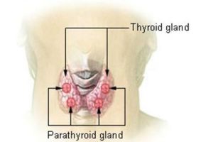 thyroid2_s640x427